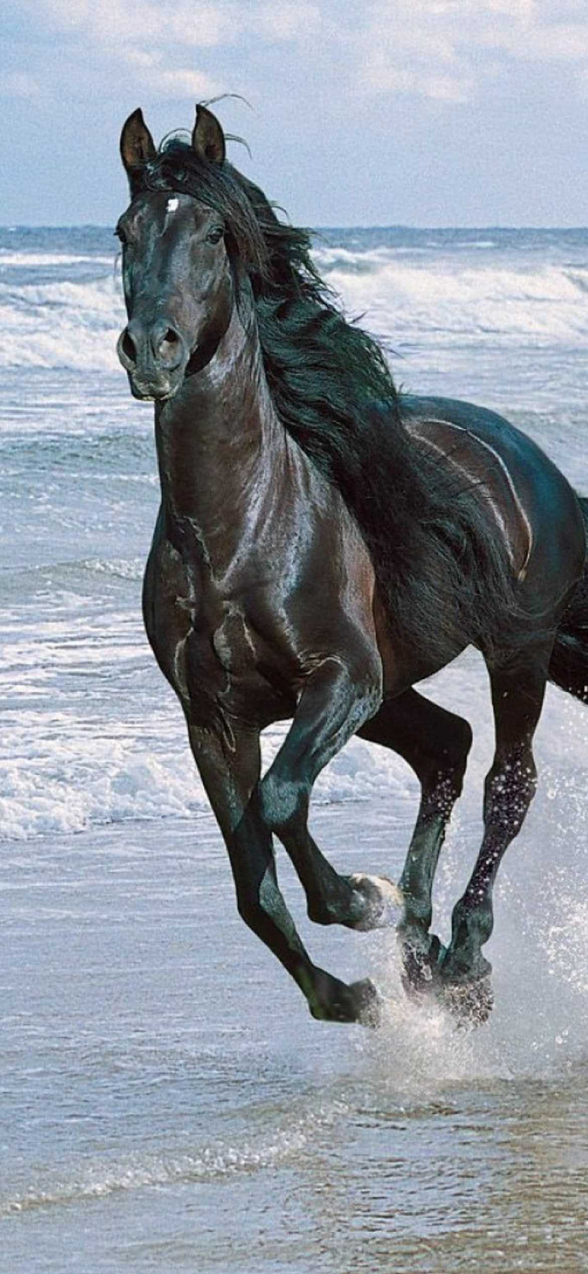 Iphone Horse Wallpapers