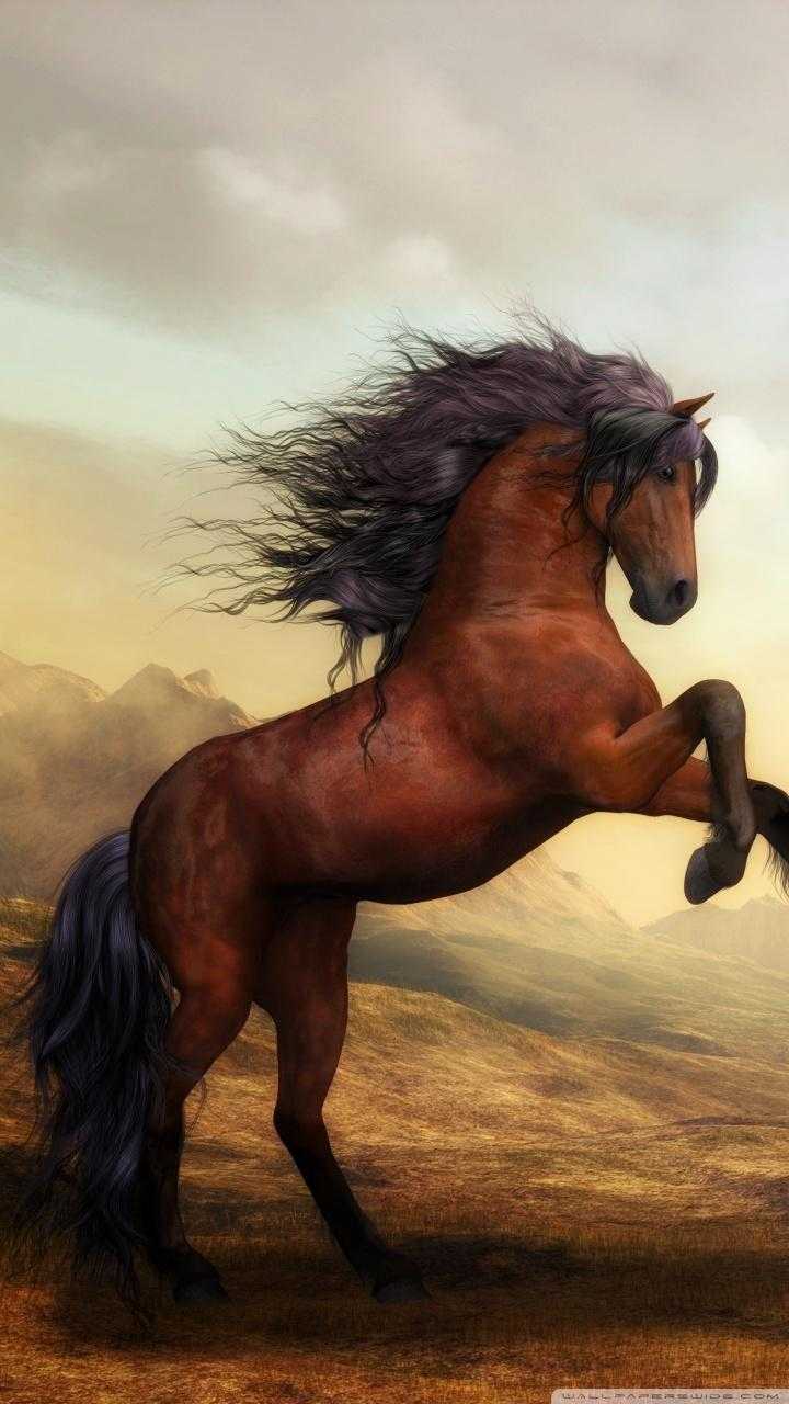 Iphone Horse Wallpapers