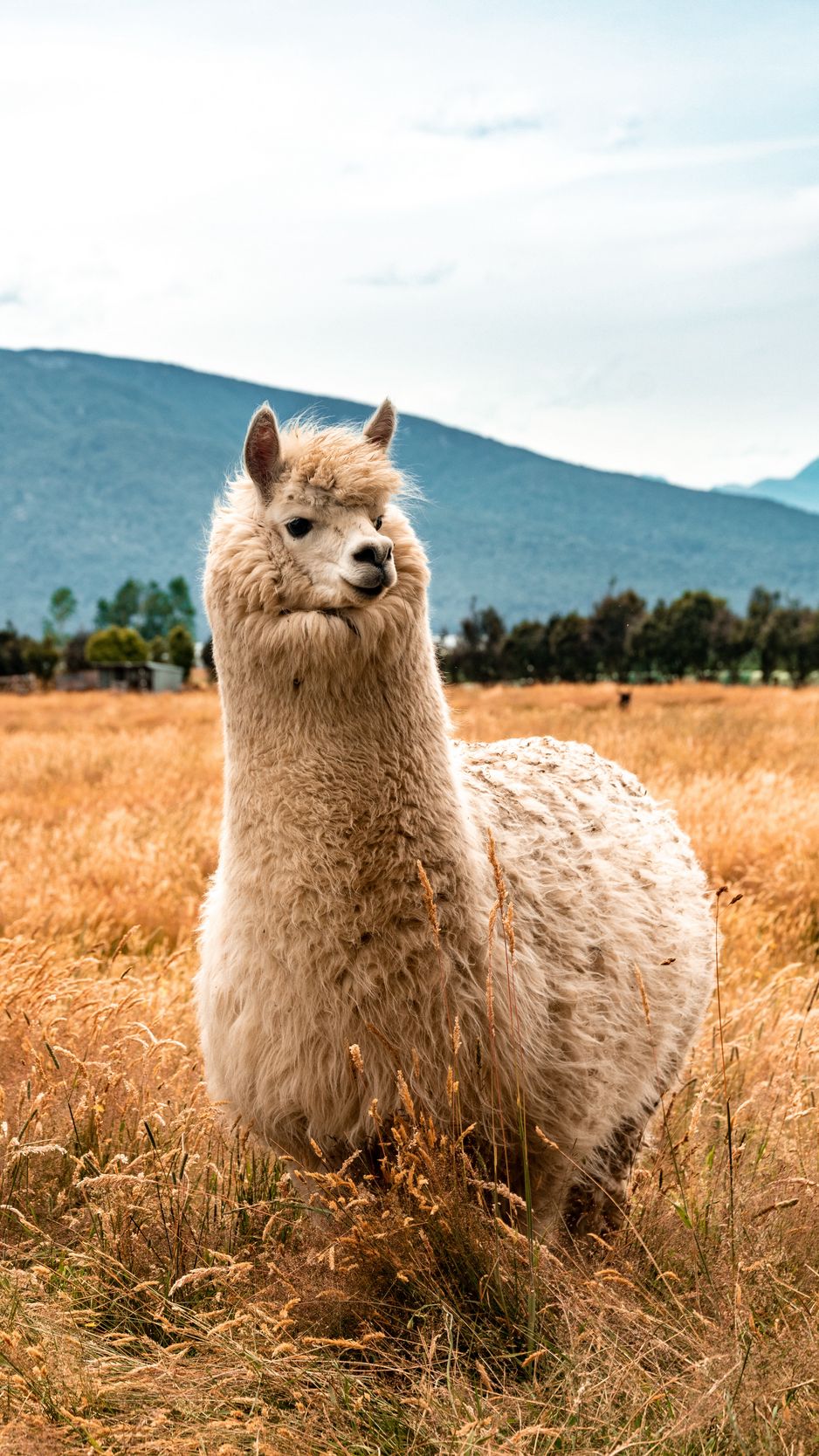 Iphone Llama Wallpapers