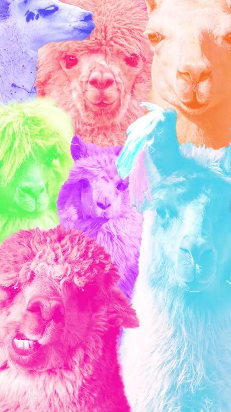 Iphone Llama Wallpapers