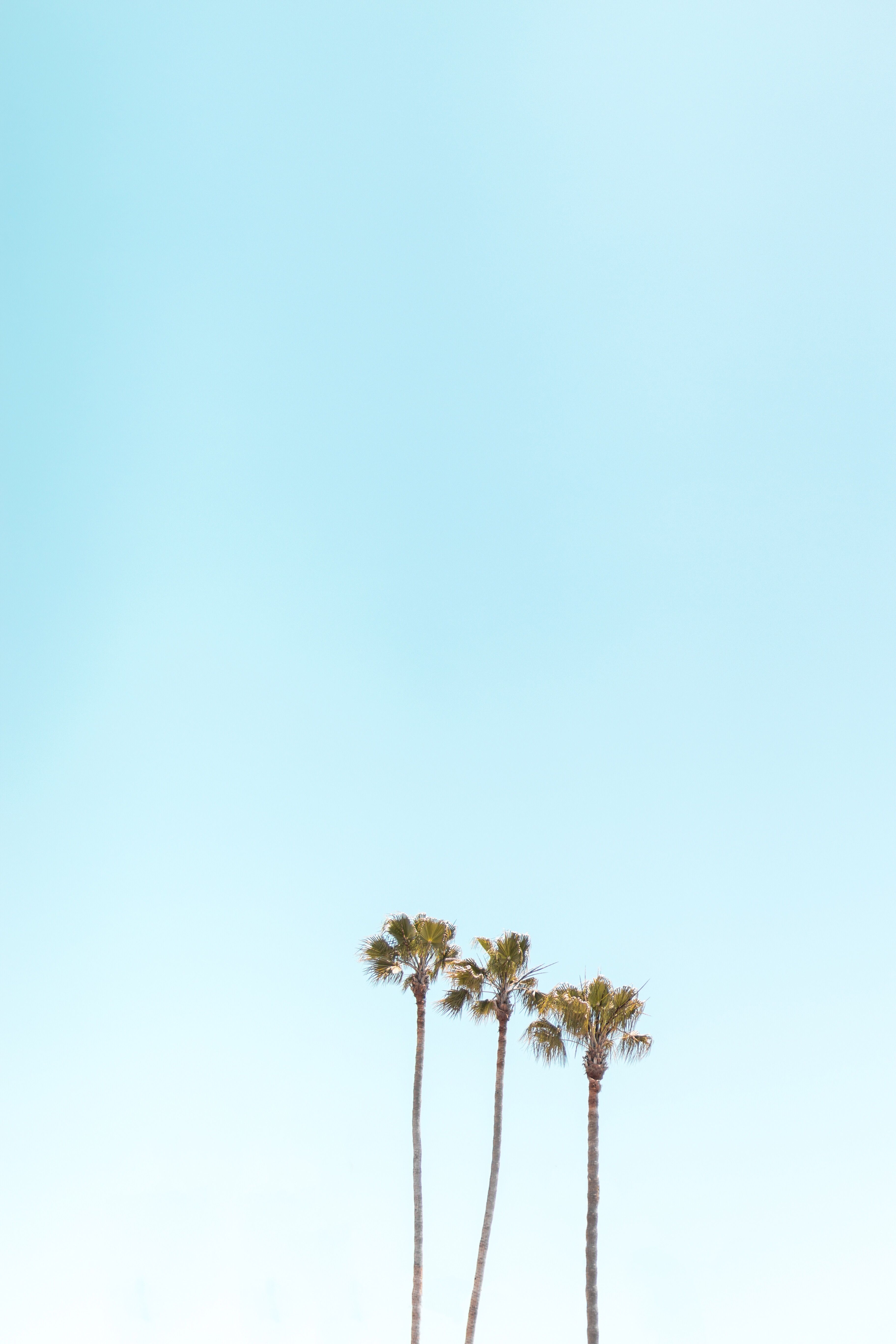 Iphone Palm Tree Wallpapers