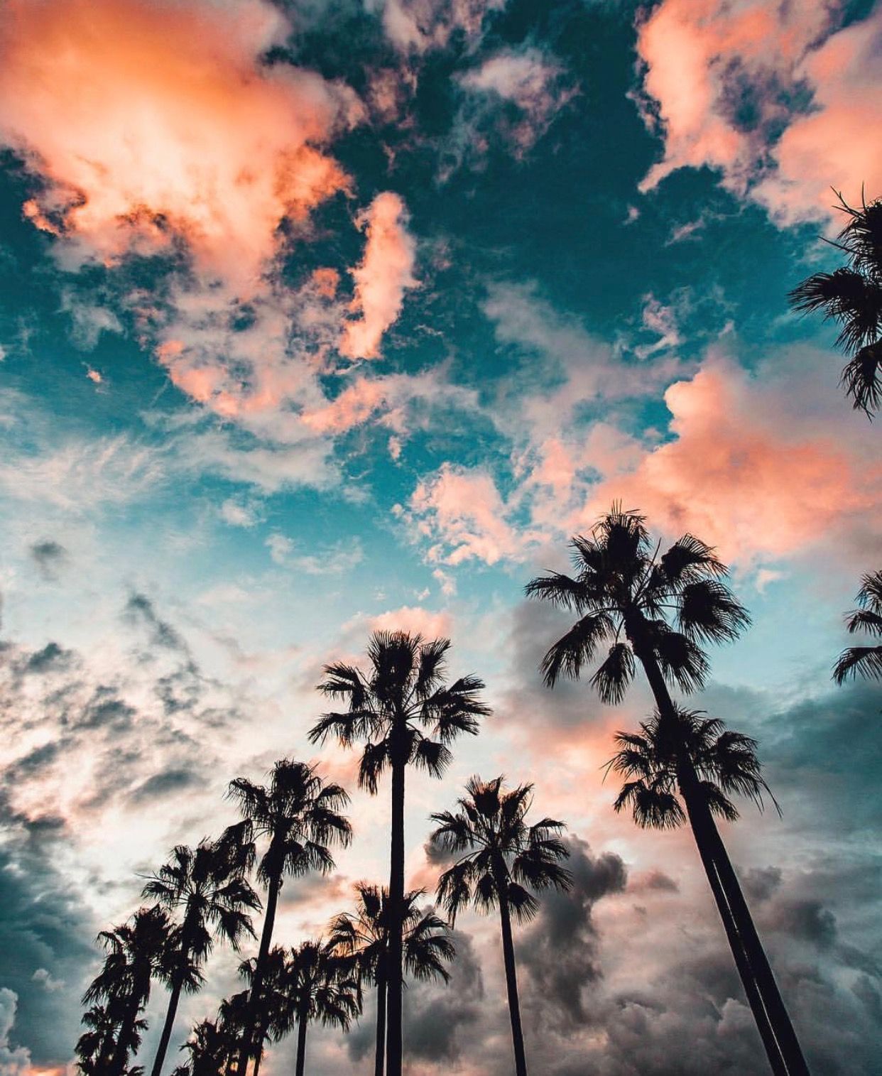 Iphone Palm Tree Wallpapers