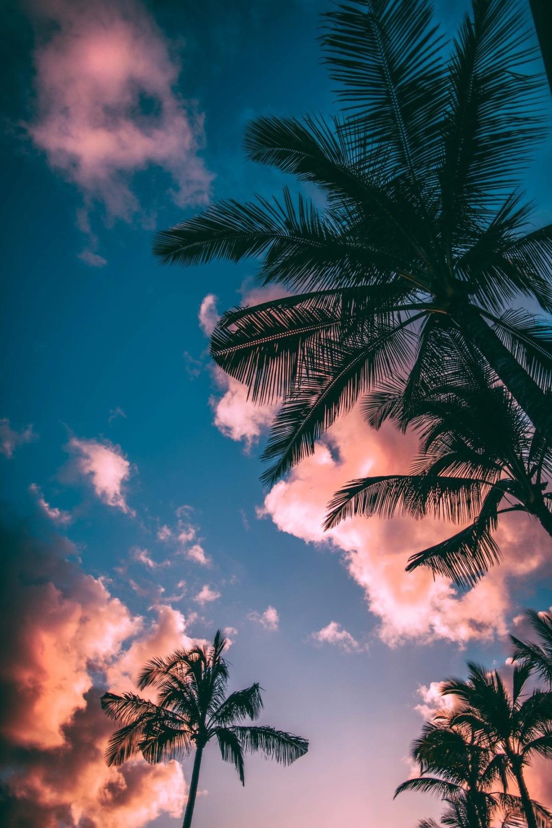 Iphone Palm Tree Wallpapers