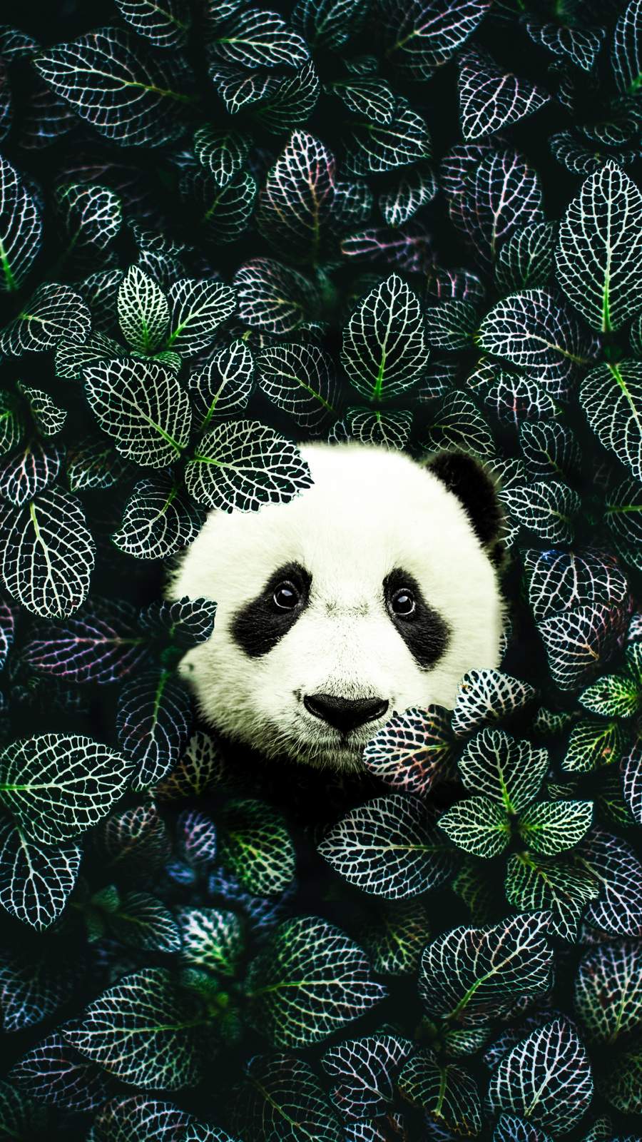 Iphone Panda Wallpapers