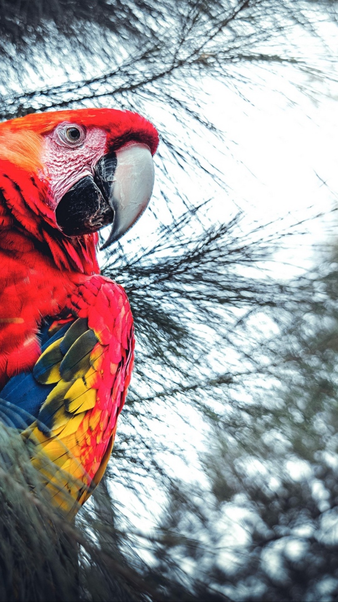 Iphone Parrot Wallpapers