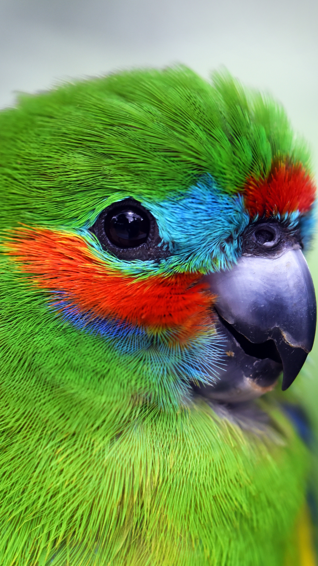 Iphone Parrot Wallpapers