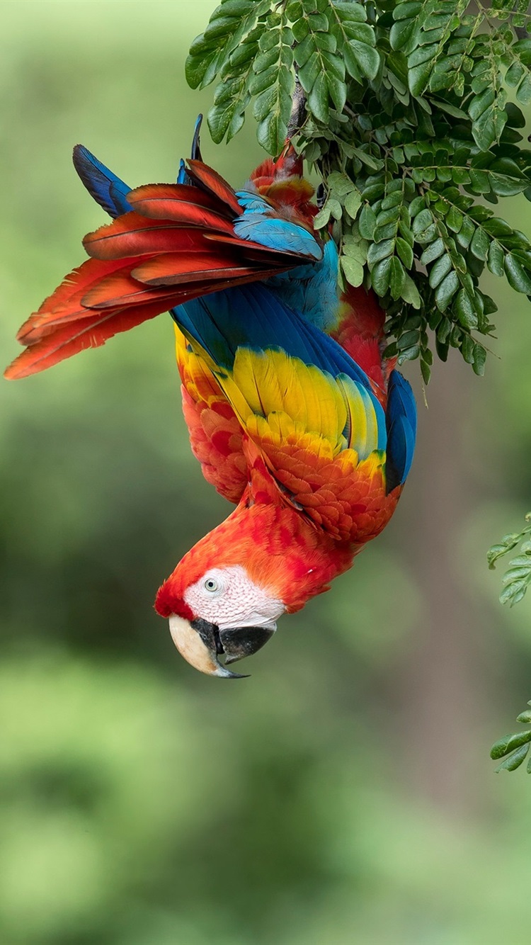 Iphone Parrot Wallpapers