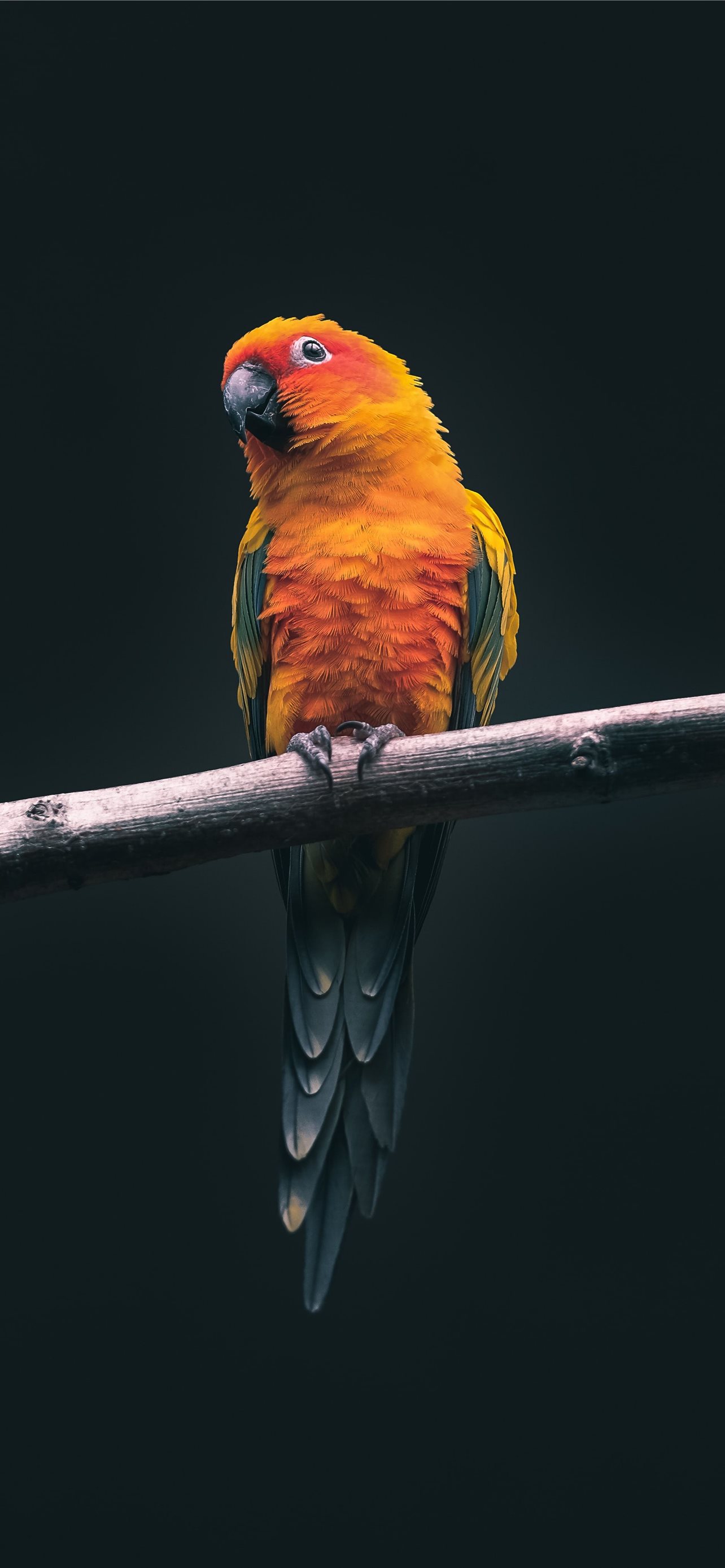 Iphone Parrot Wallpapers