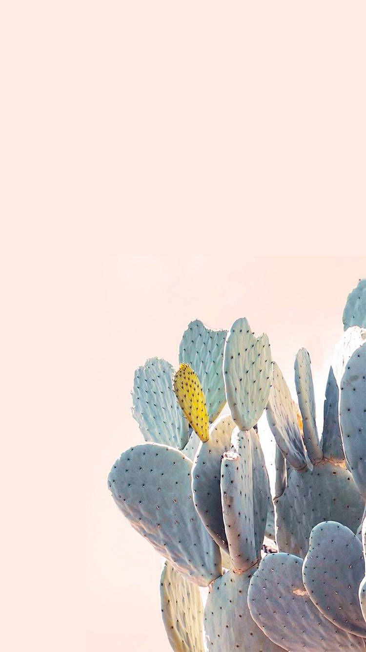 Iphone Pastel Cactus Wallpapers