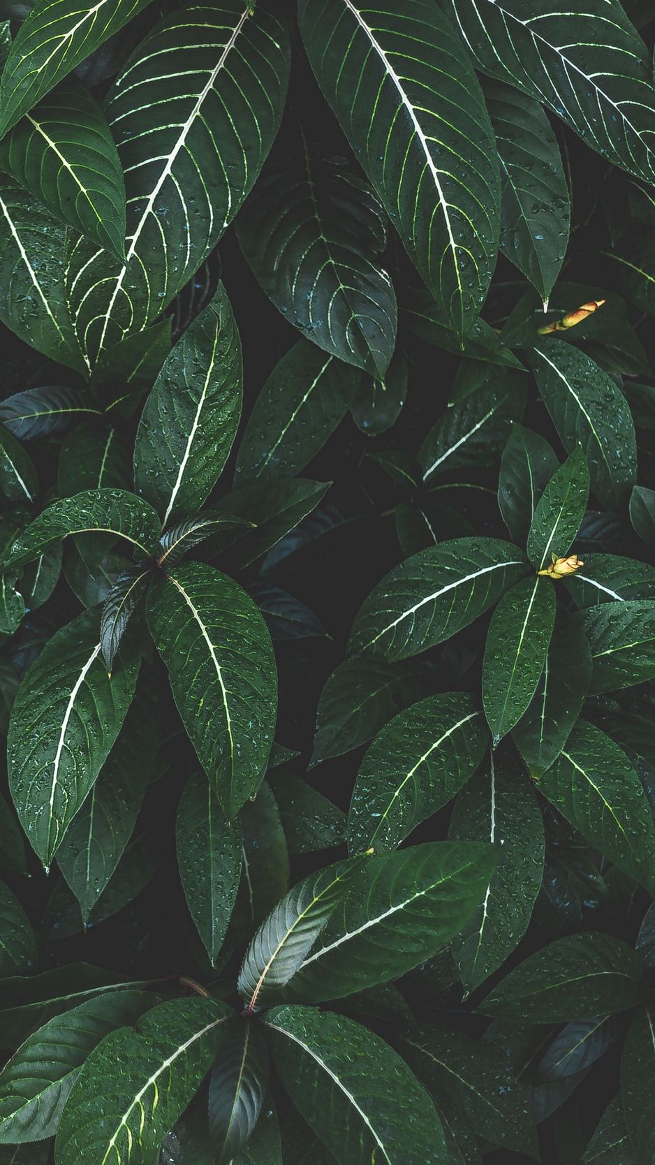 Iphone Plant Wallpapers