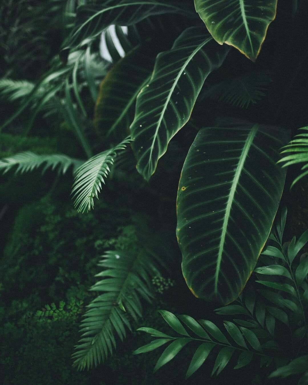 Iphone Plant Wallpapers