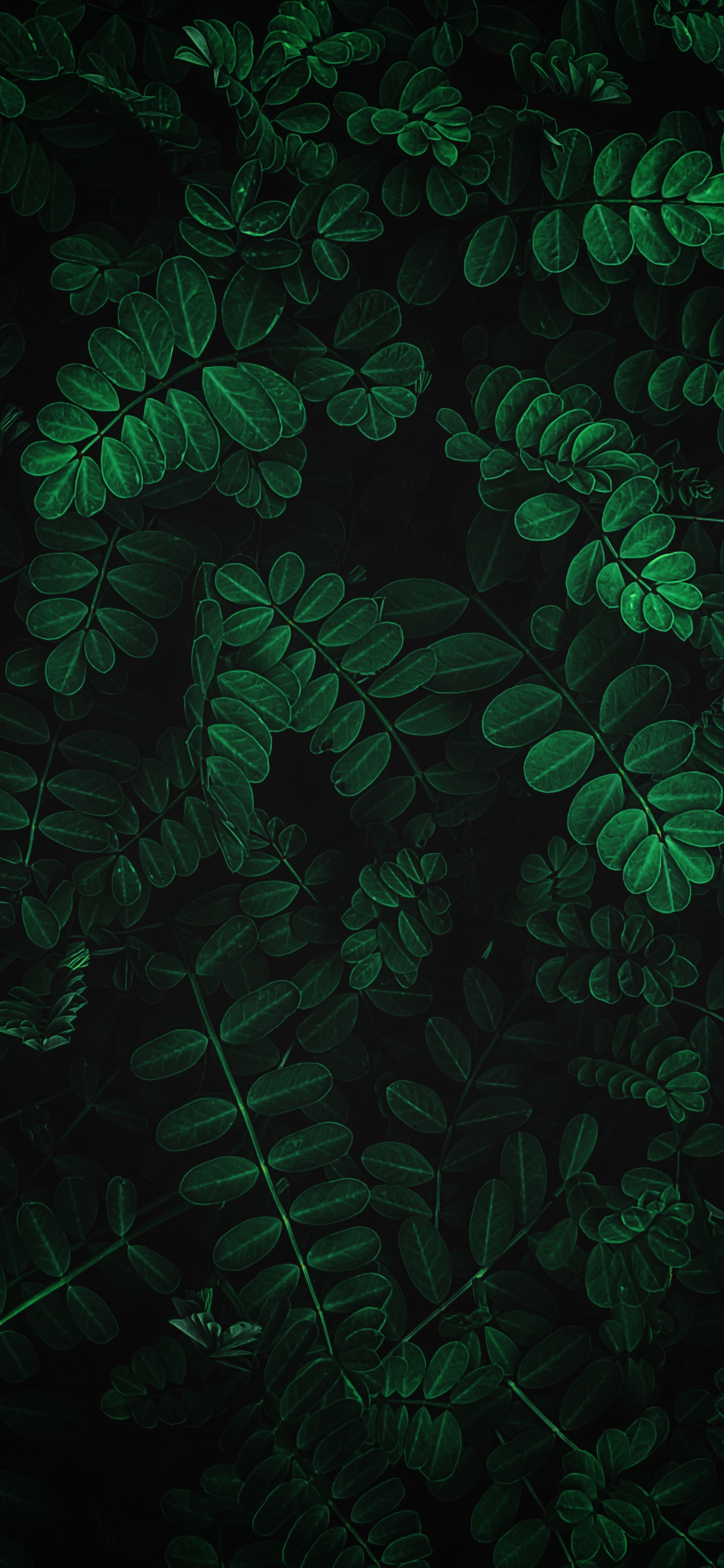 Iphone Plant Wallpapers