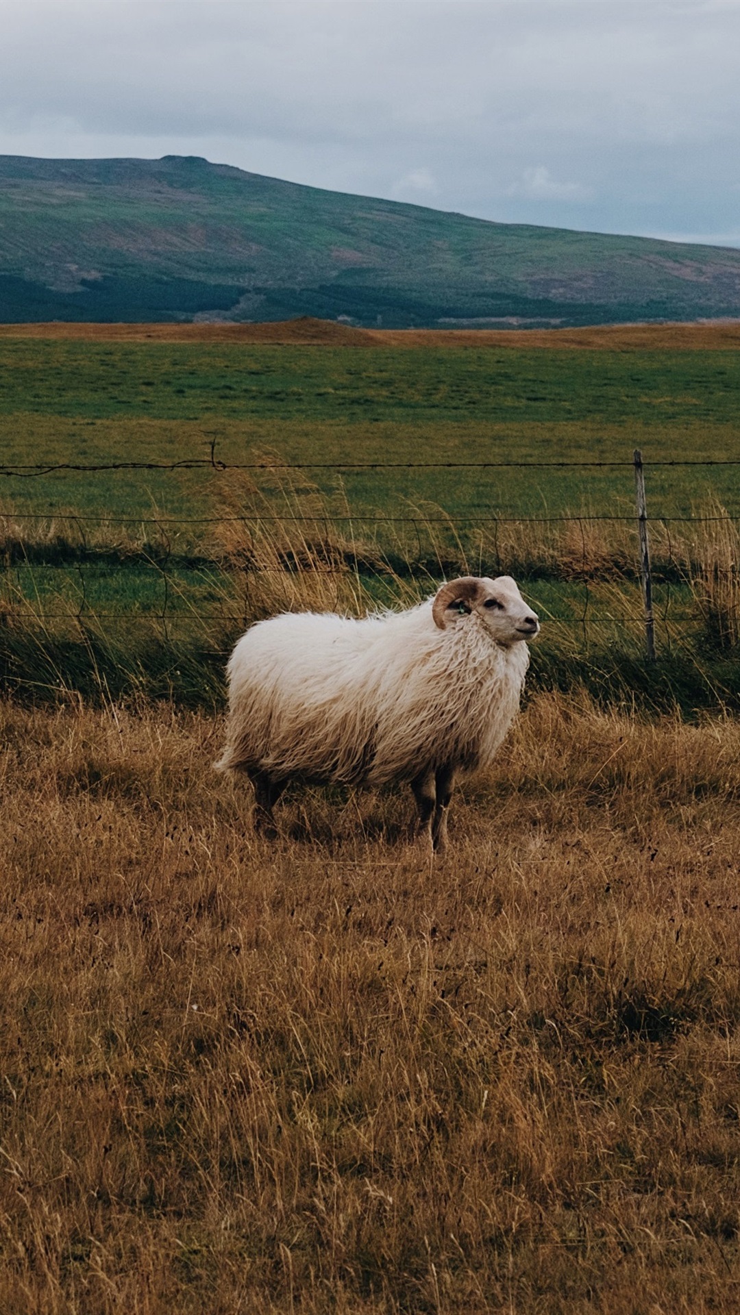 Iphone Sheep Wallpapers