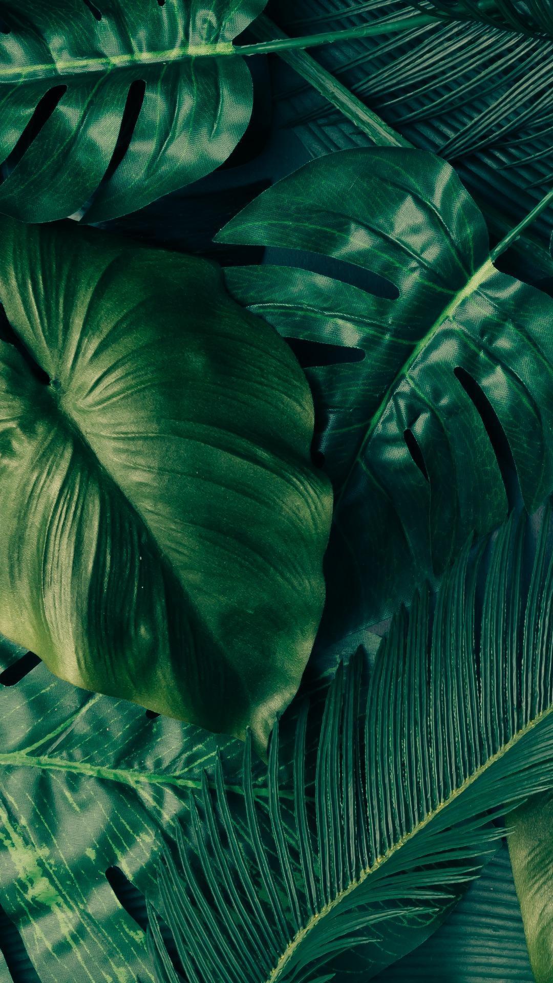 Iphone Palm Leaves Wallpapers