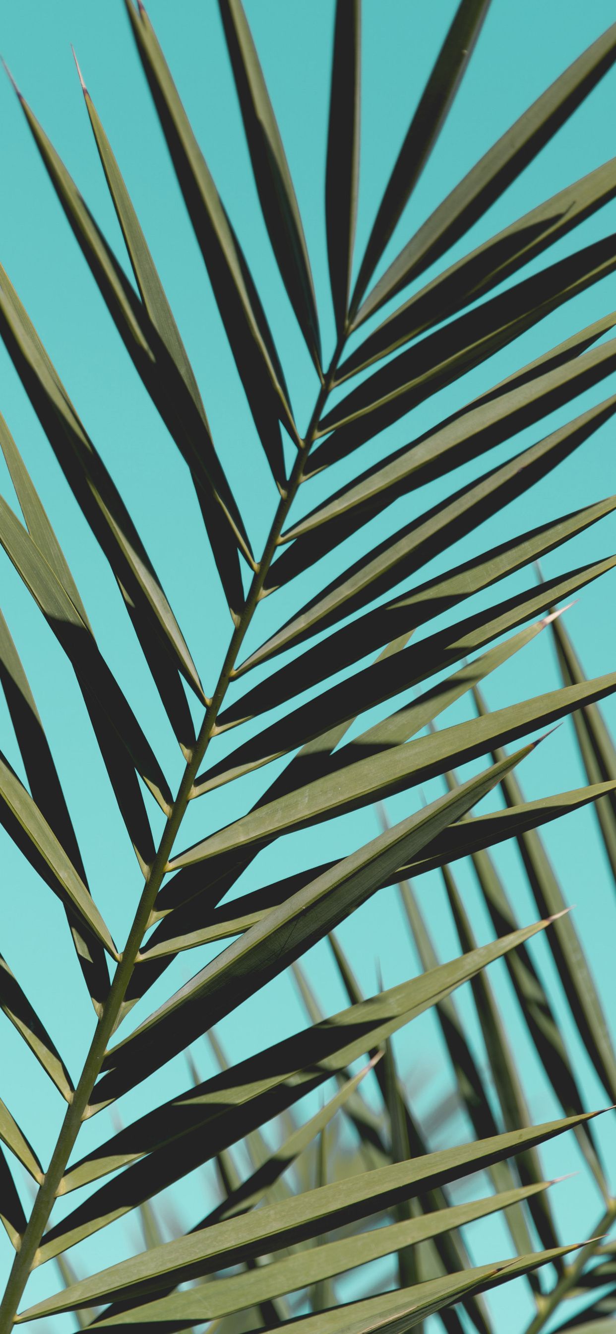 Iphone Palm Leaves Wallpapers