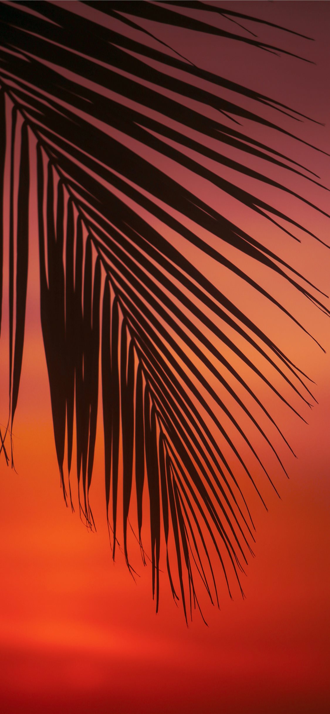 Iphone Palm Leaves Wallpapers