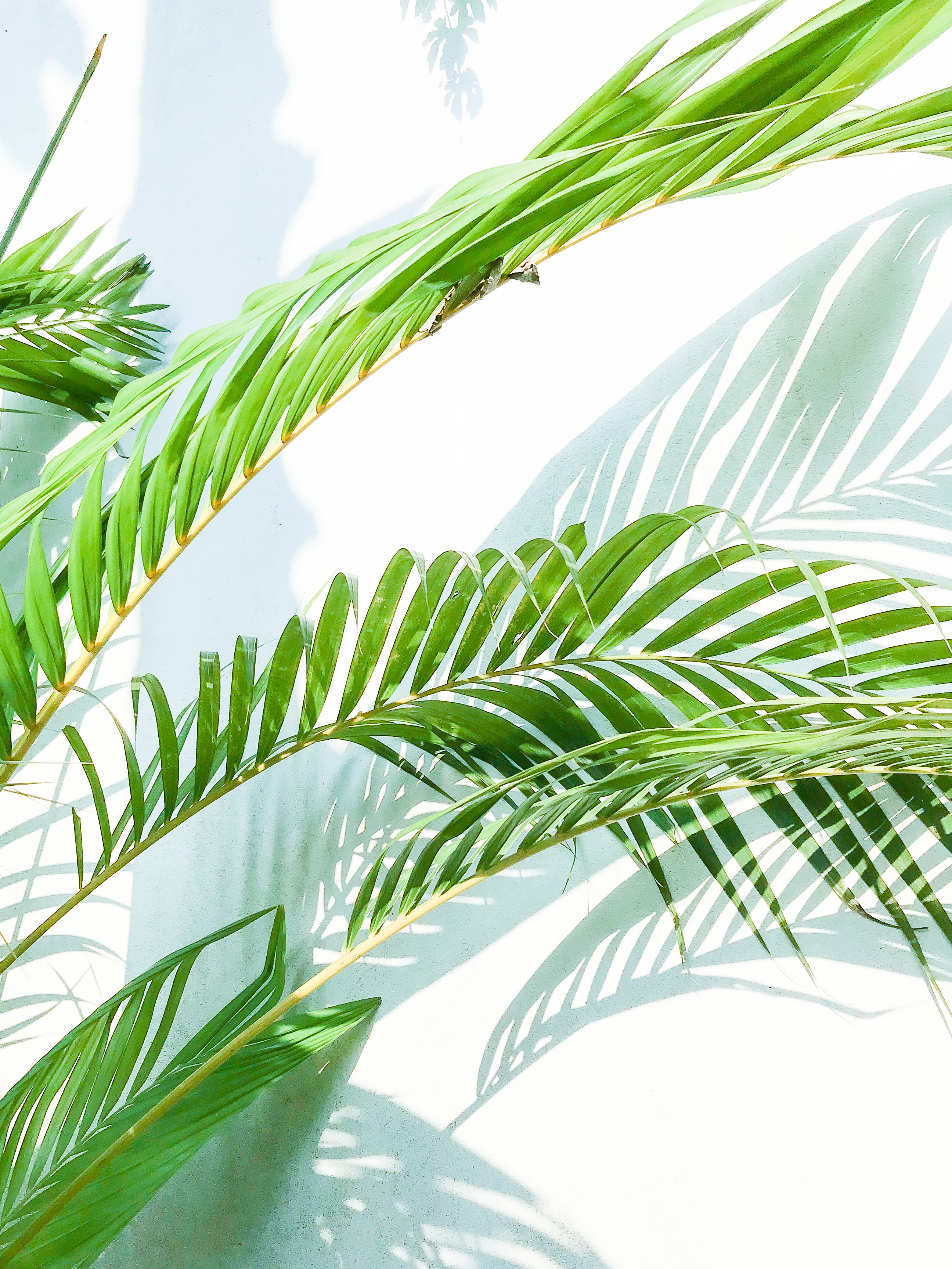 Iphone Palm Leaves Wallpapers