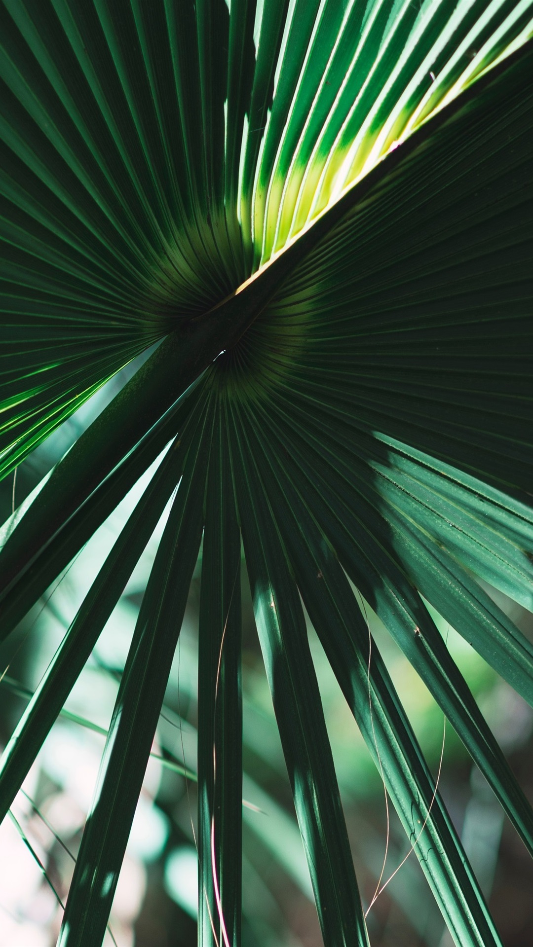 Iphone Palm Leaves Wallpapers