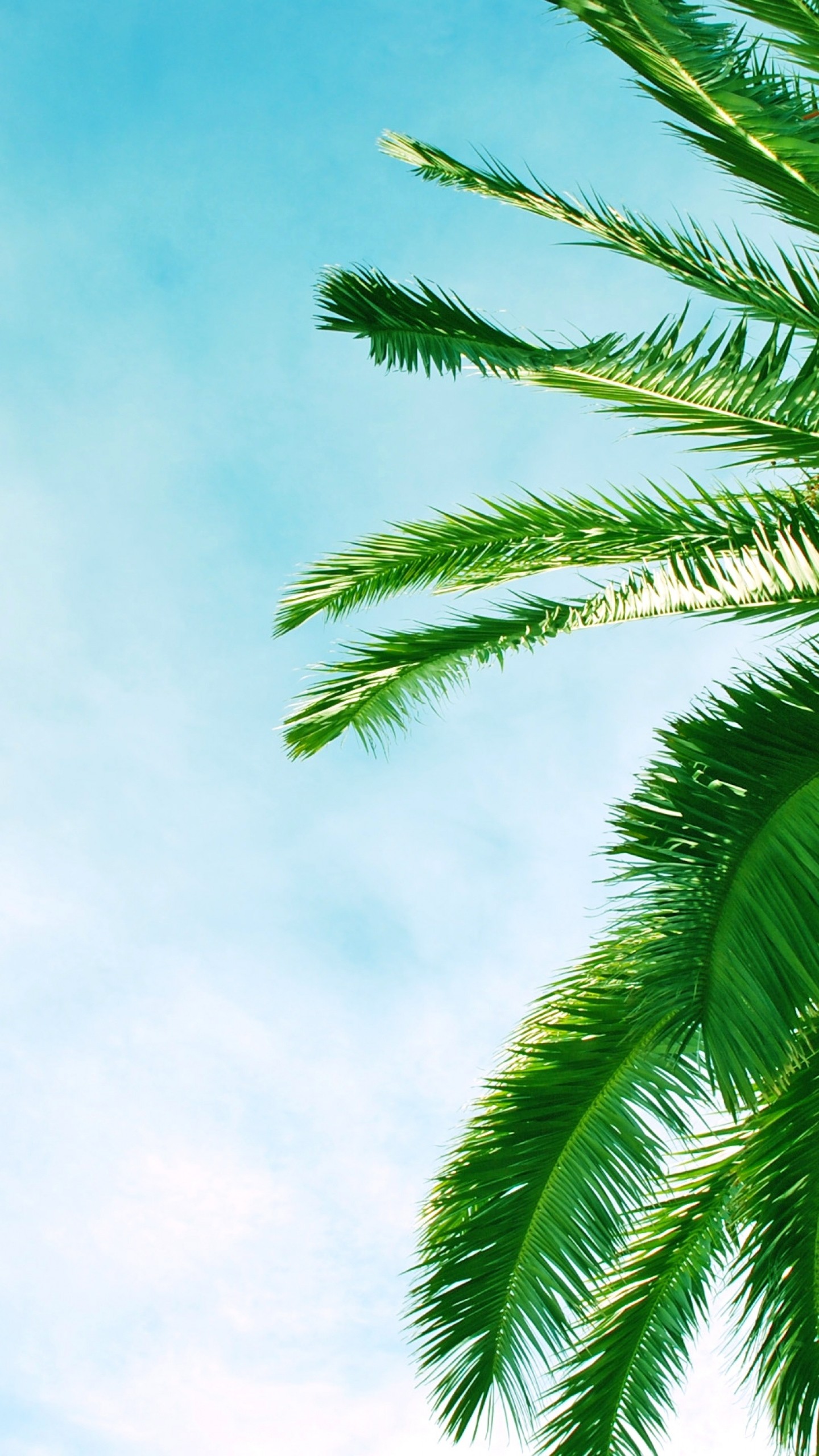 Iphone Palm Leaves Wallpapers