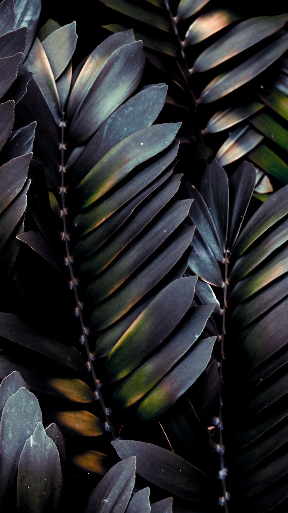 Iphone Palm Leaves Wallpapers