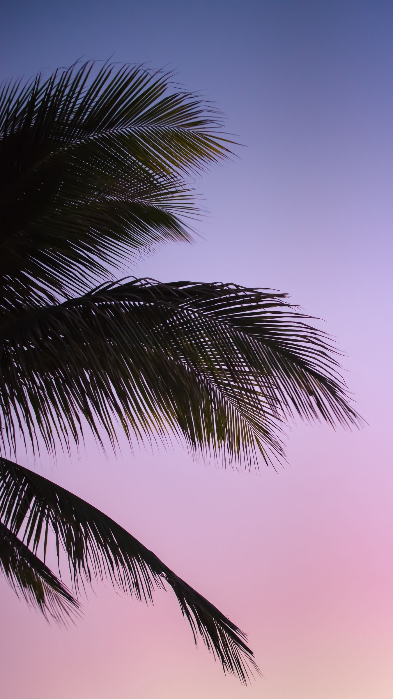 Iphone Palm Leaves Wallpapers