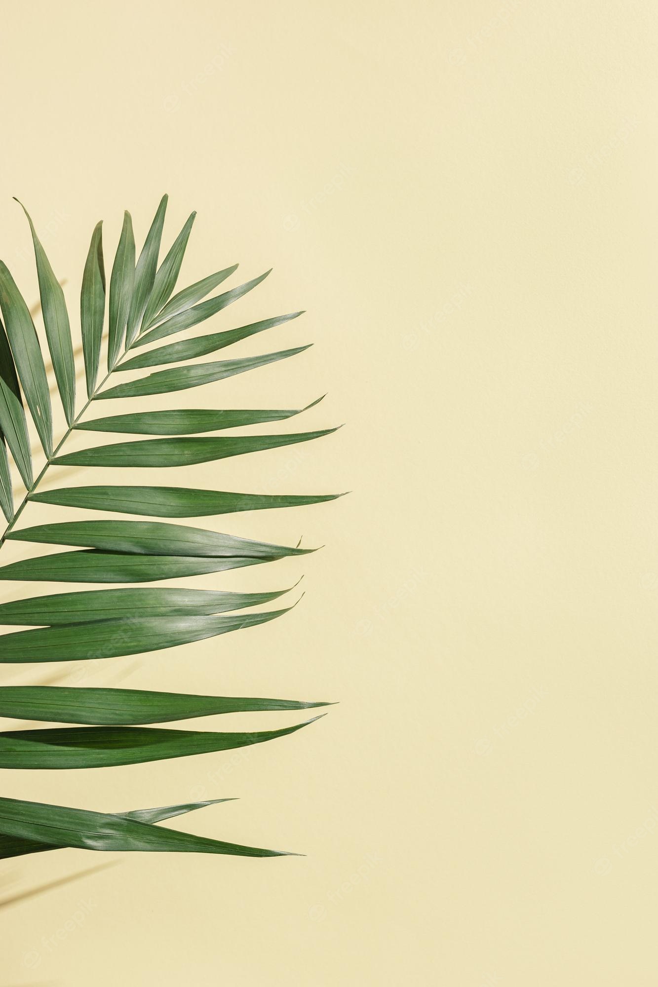 Iphone Palm Leaves Wallpapers