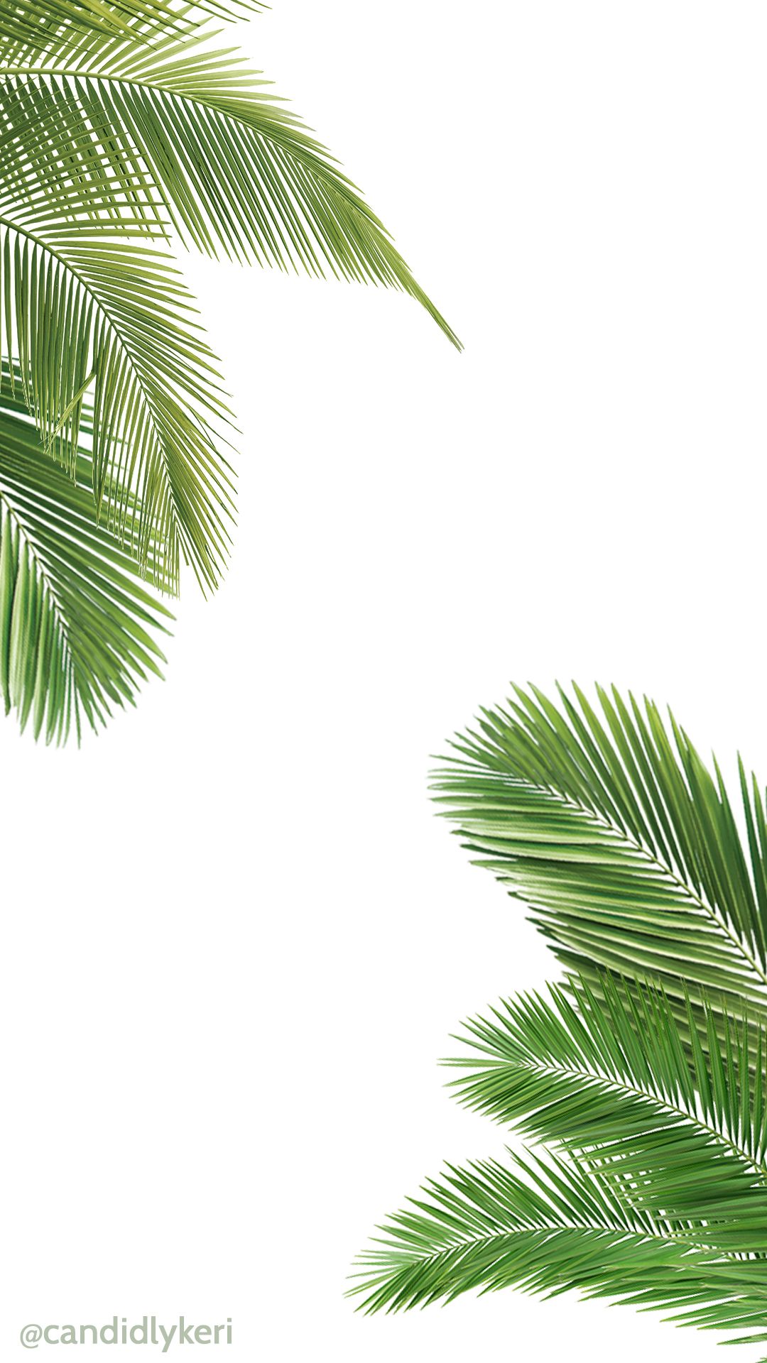 Iphone Palm Leaves Wallpapers