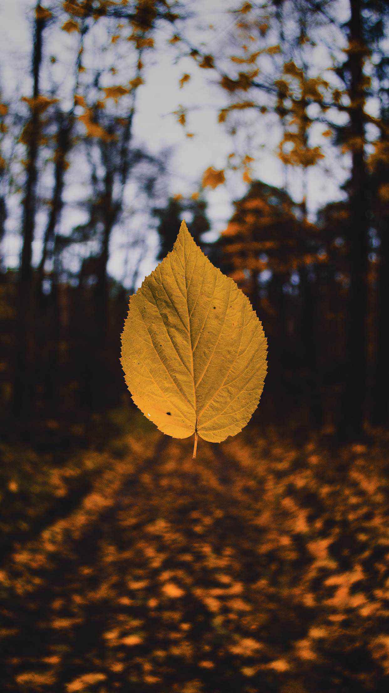 Iphone X Autumn Image Wallpapers