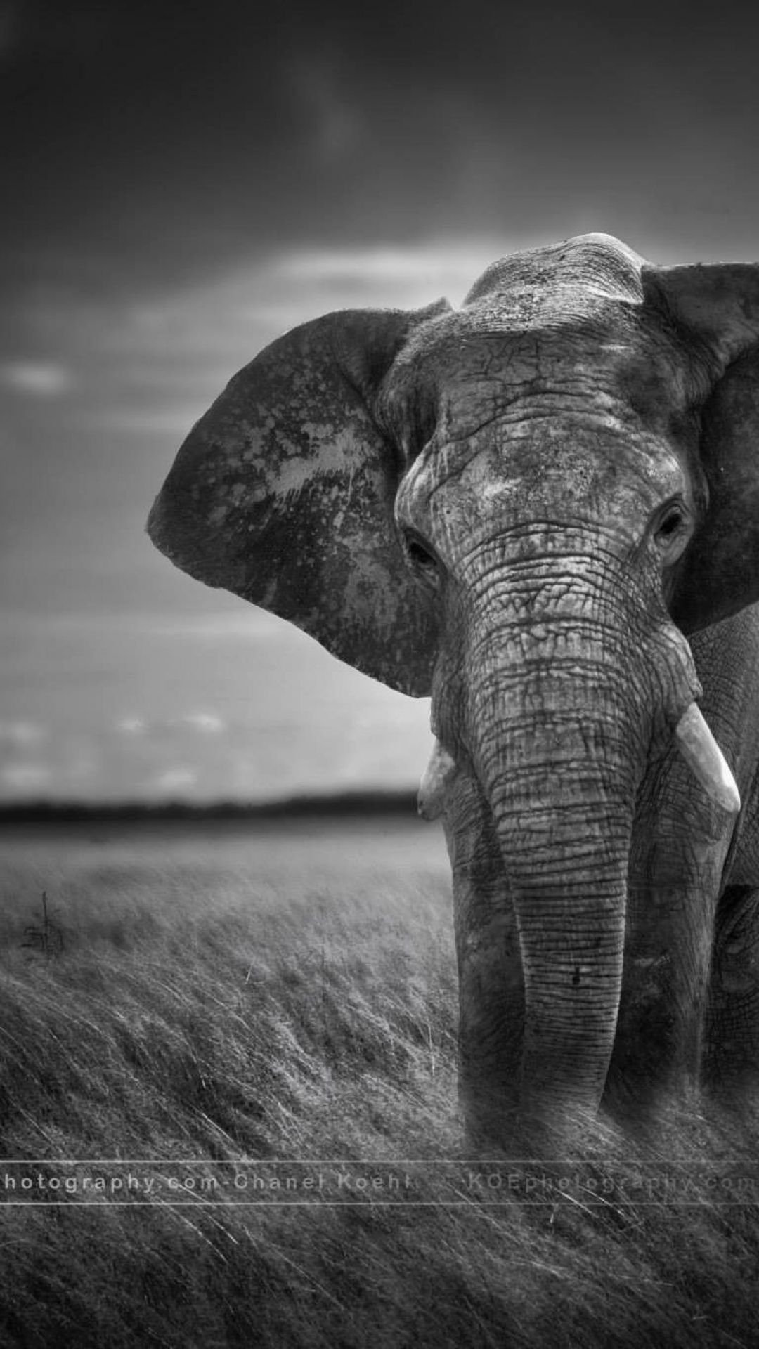 Iphone X Elephant Image Wallpapers