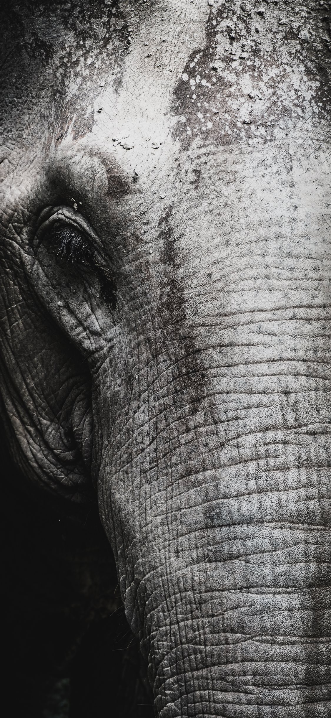 Iphone X Elephant Image Wallpapers
