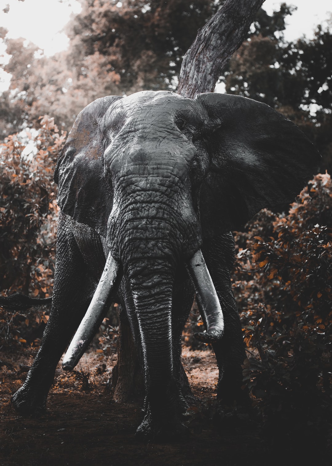 Iphone X Elephant Image Wallpapers