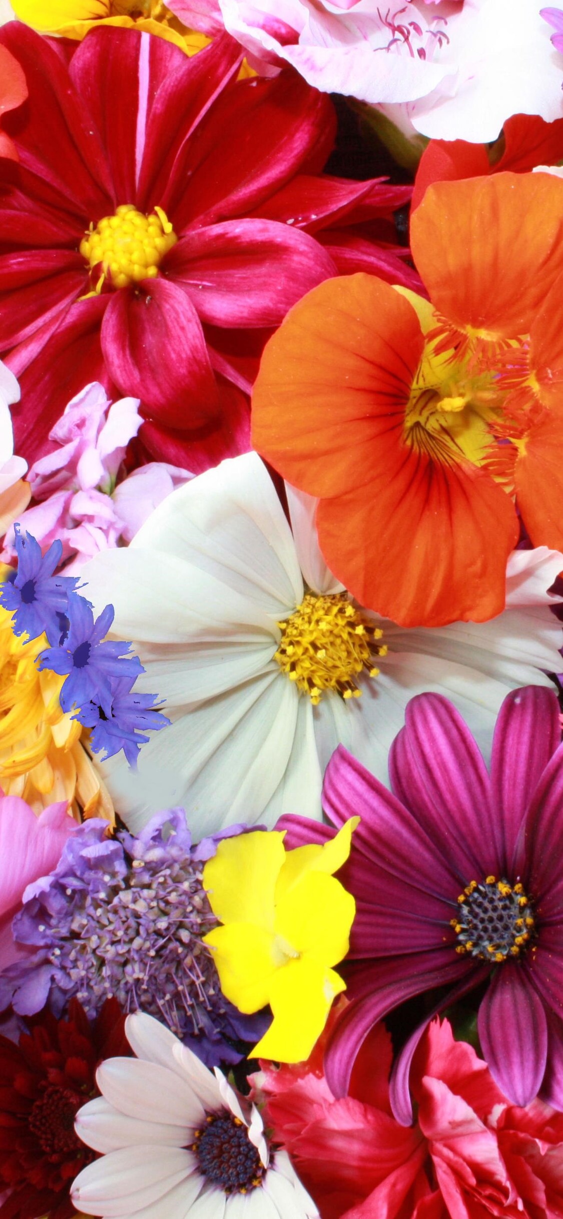 Iphone X Flowers Wallpapers