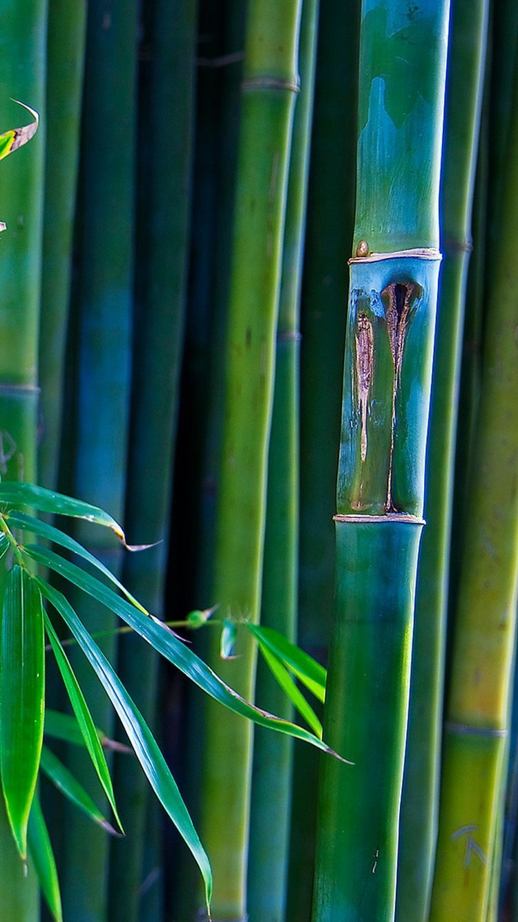 Iphone Xs Max Bamboo Wallpapers
