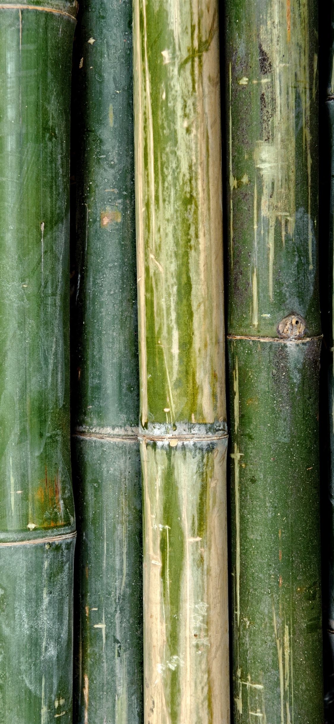 Iphone Xs Max Bamboo Wallpapers