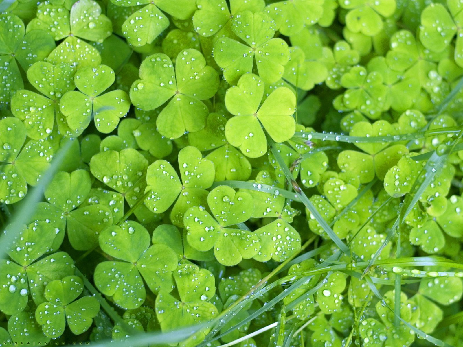 Irish Spring Green Green Wallpapers