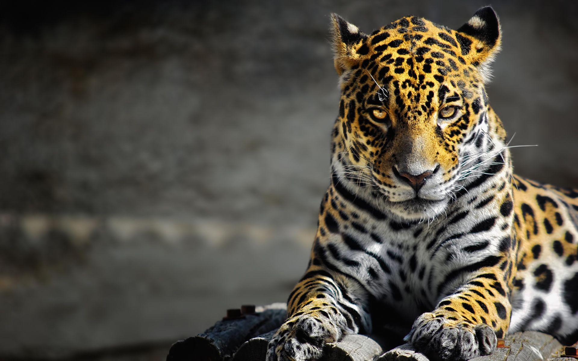 Jaguar Animal Wallpapers