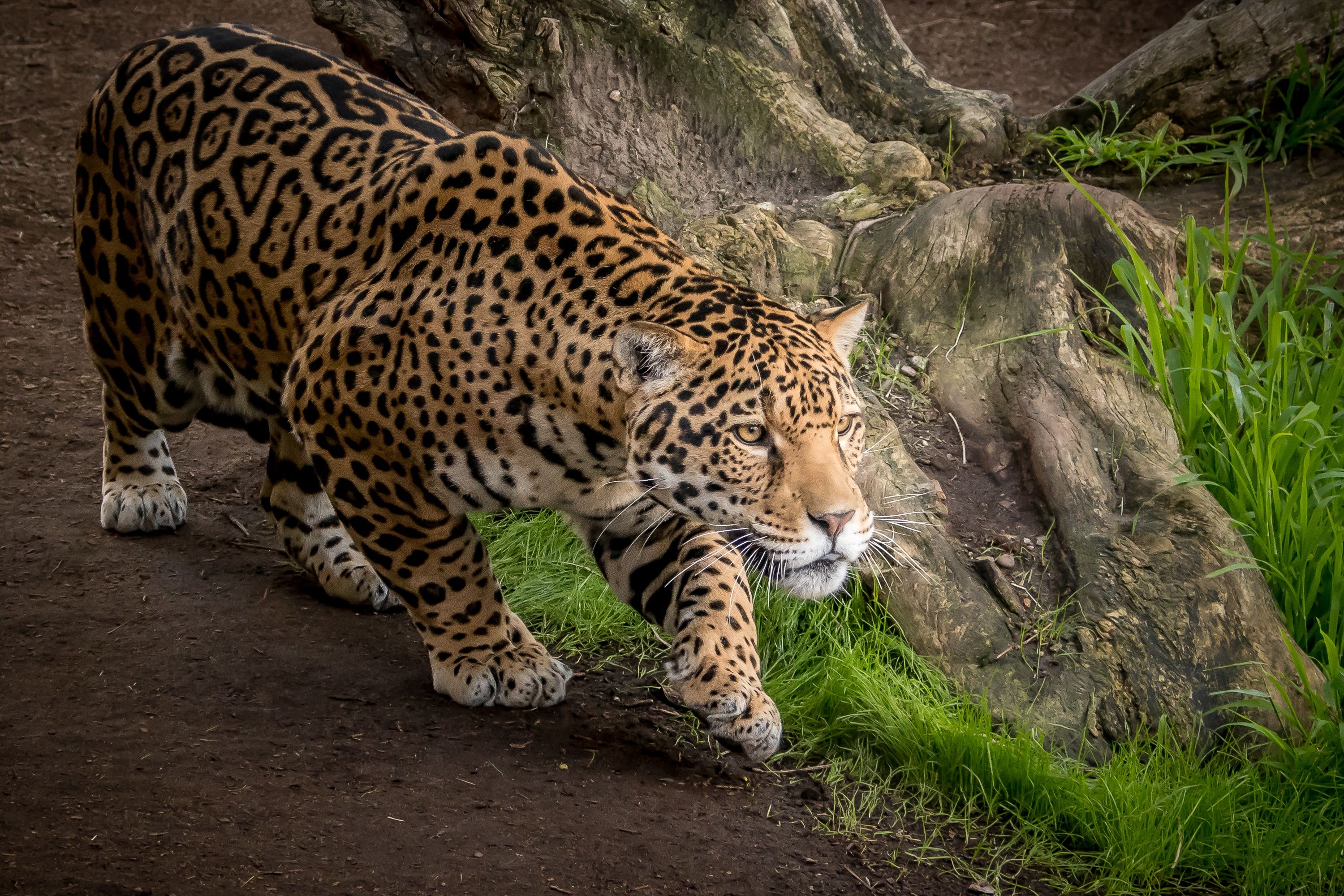 Jaguar Animal Wallpapers