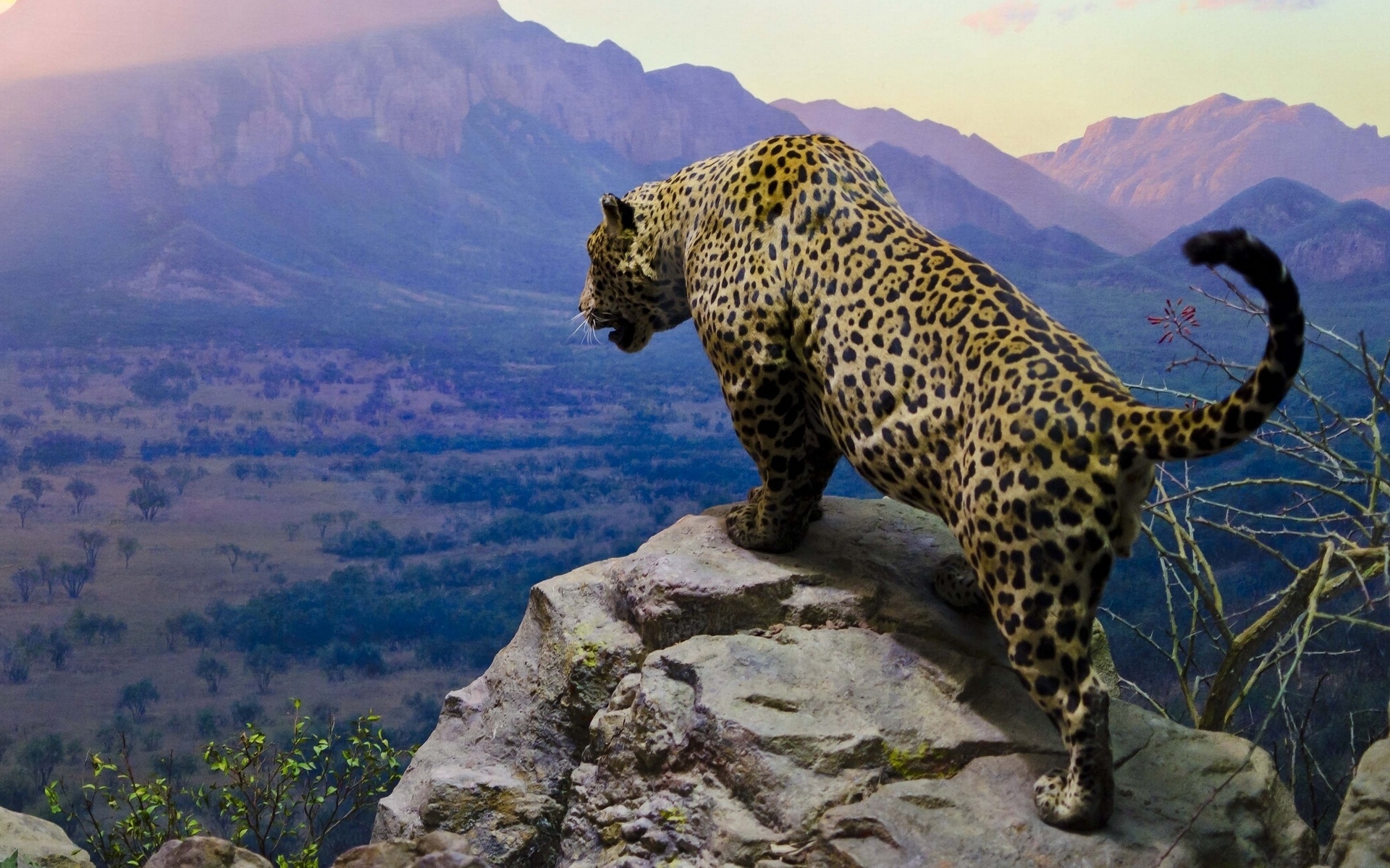 Jaguar Animal Wallpapers