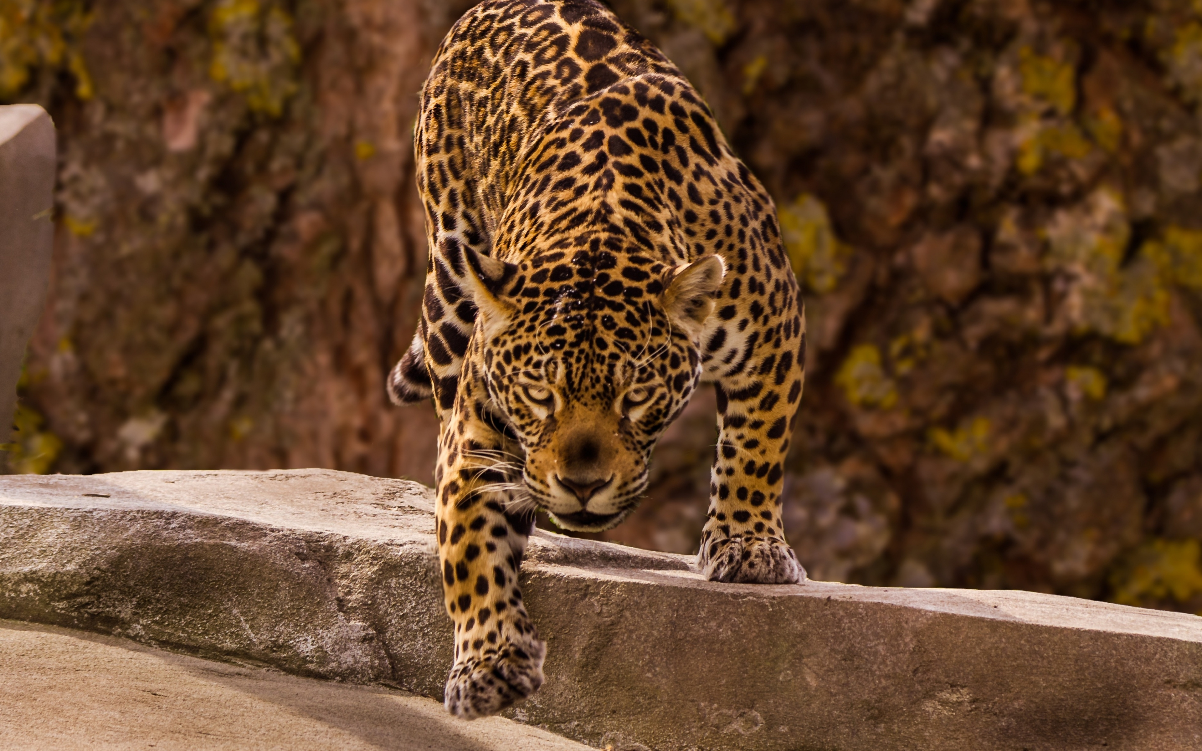 Jaguar Animal Wallpapers