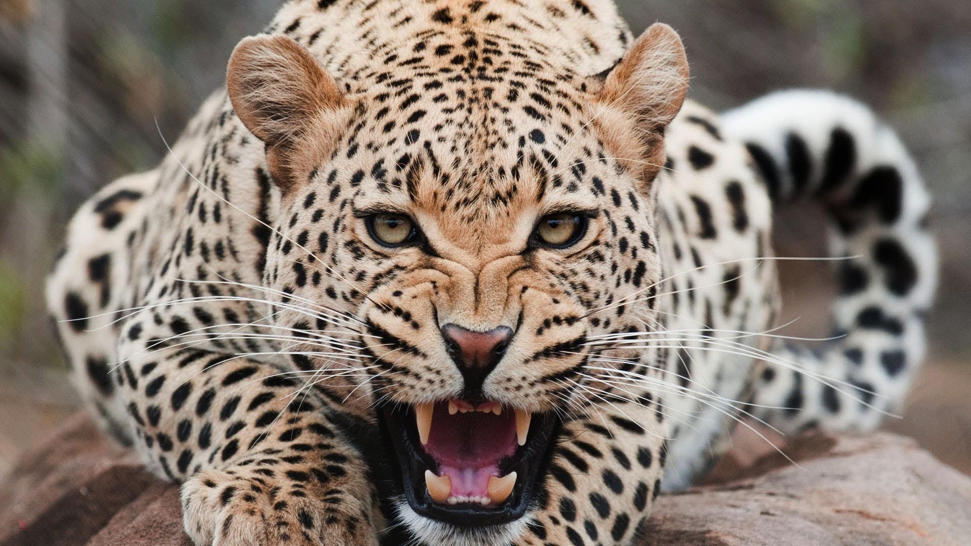 Jaguar Animal Wallpapers