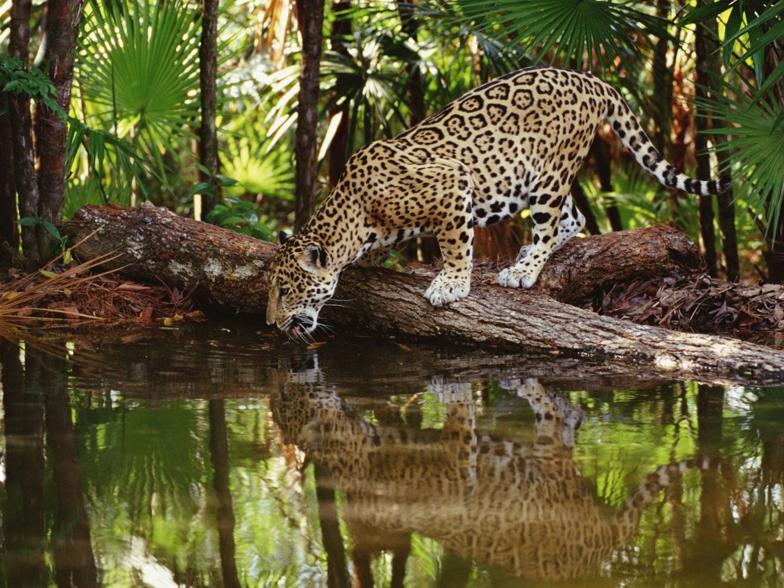 Jaguar Animal Wallpapers