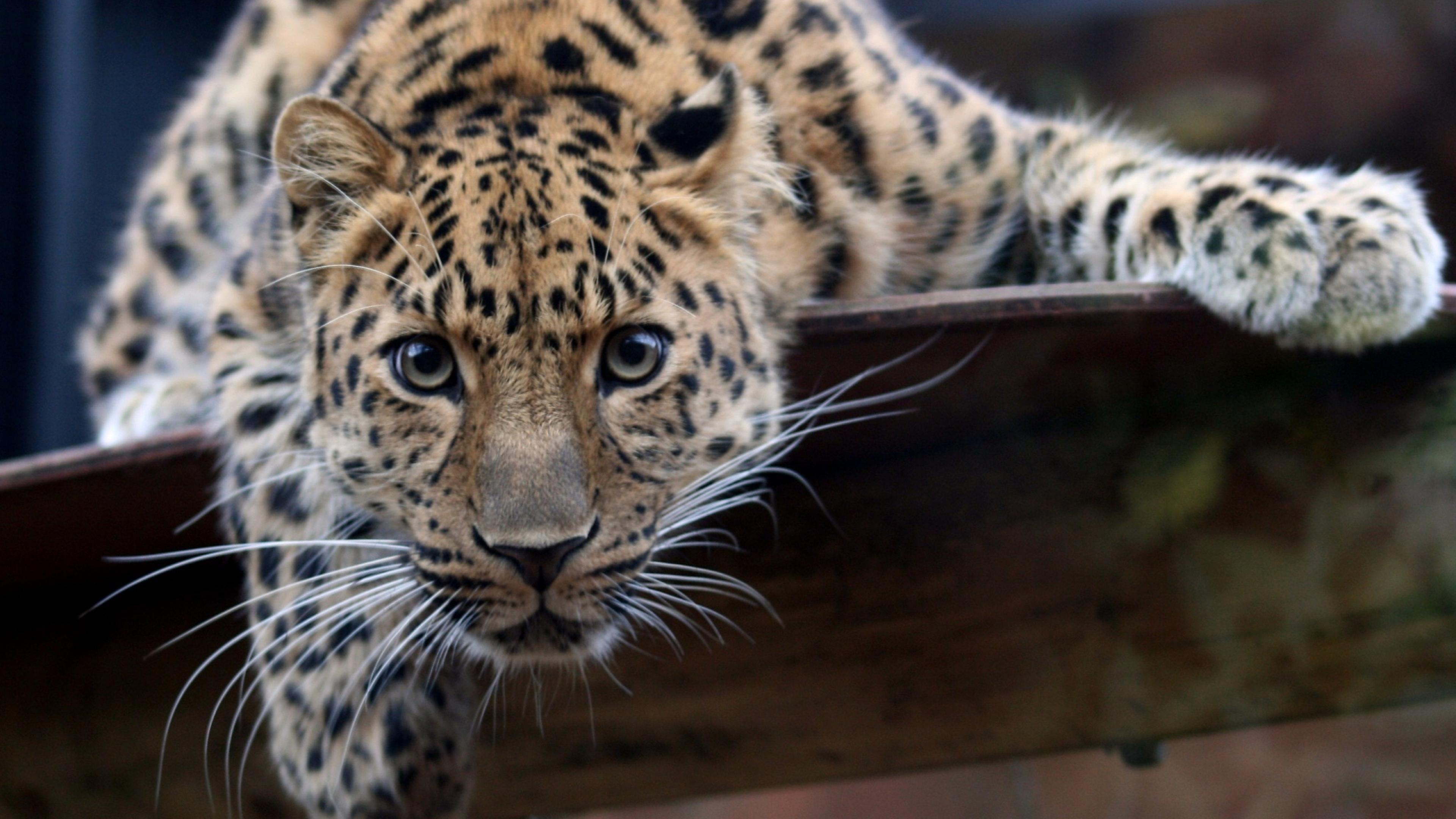 Jaguar Animal Wallpapers