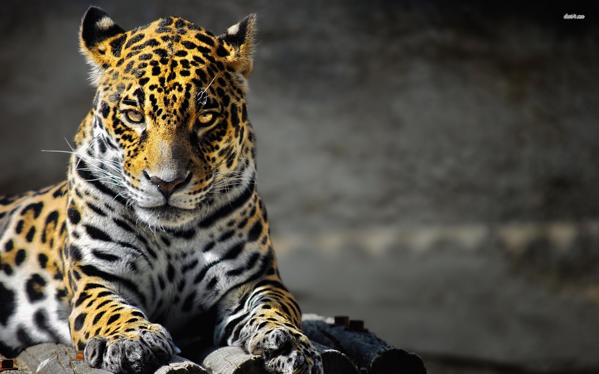 Jaguar Animal Wallpapers