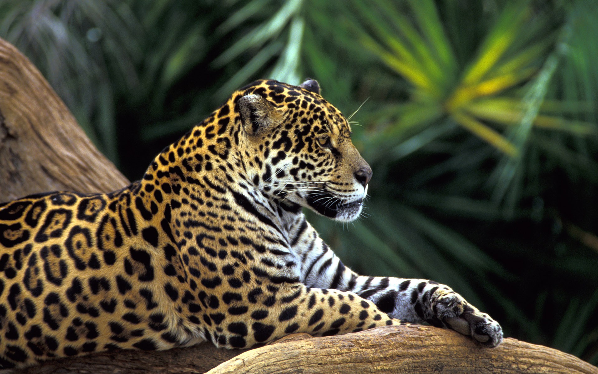 Jaguar Animal Wallpapers