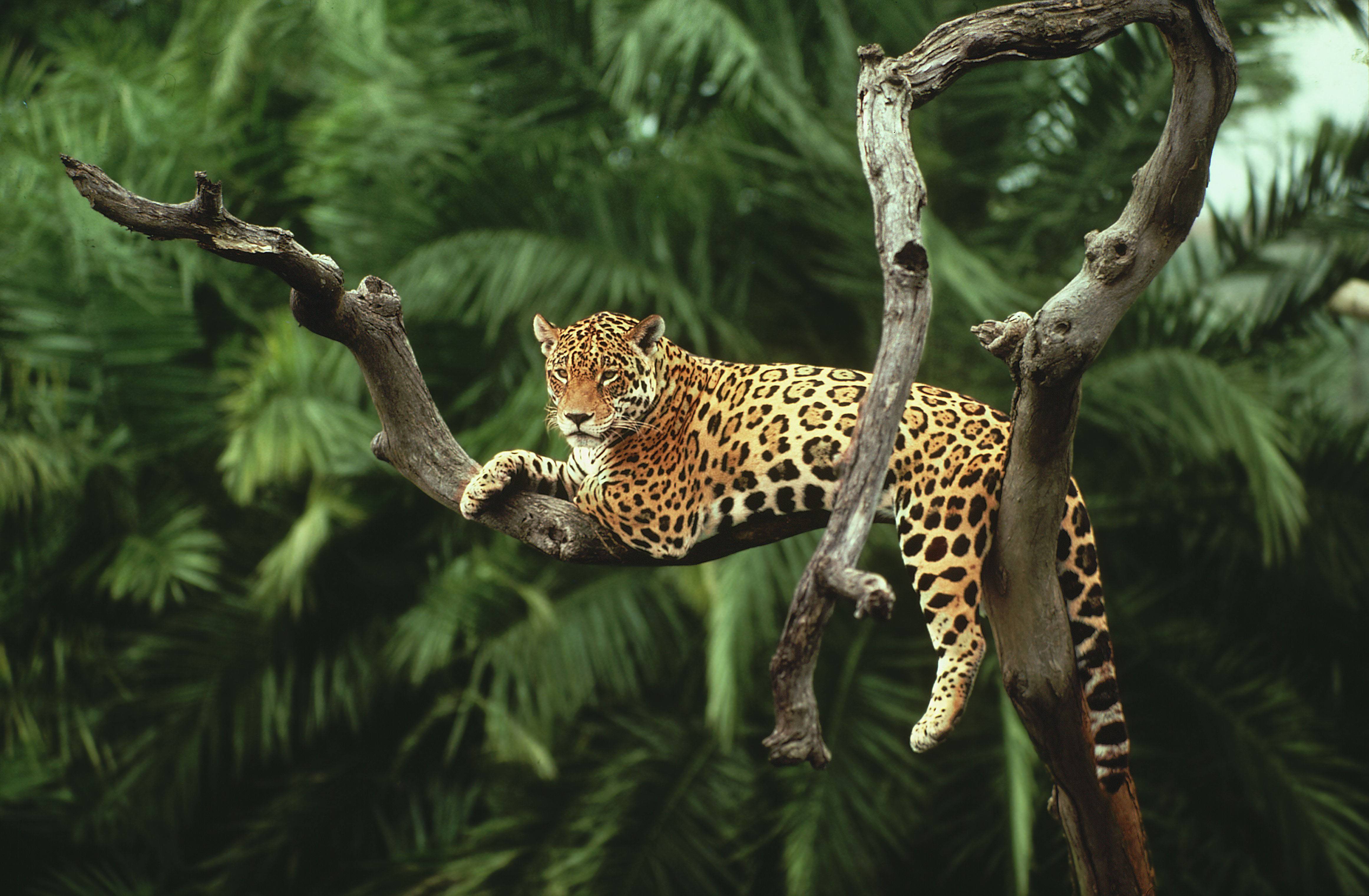 Jaguar Hd Wallpapers