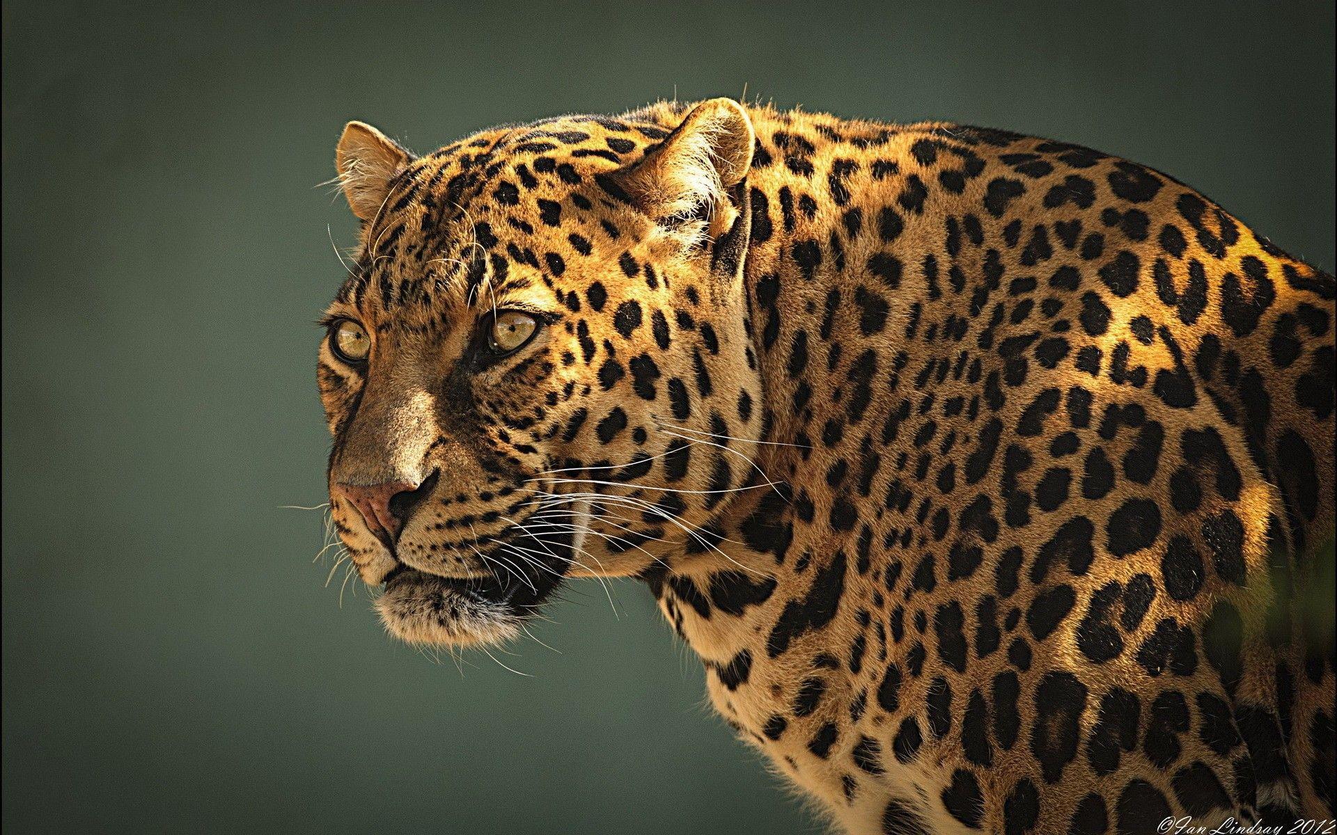 Jaguar Hd Wallpapers