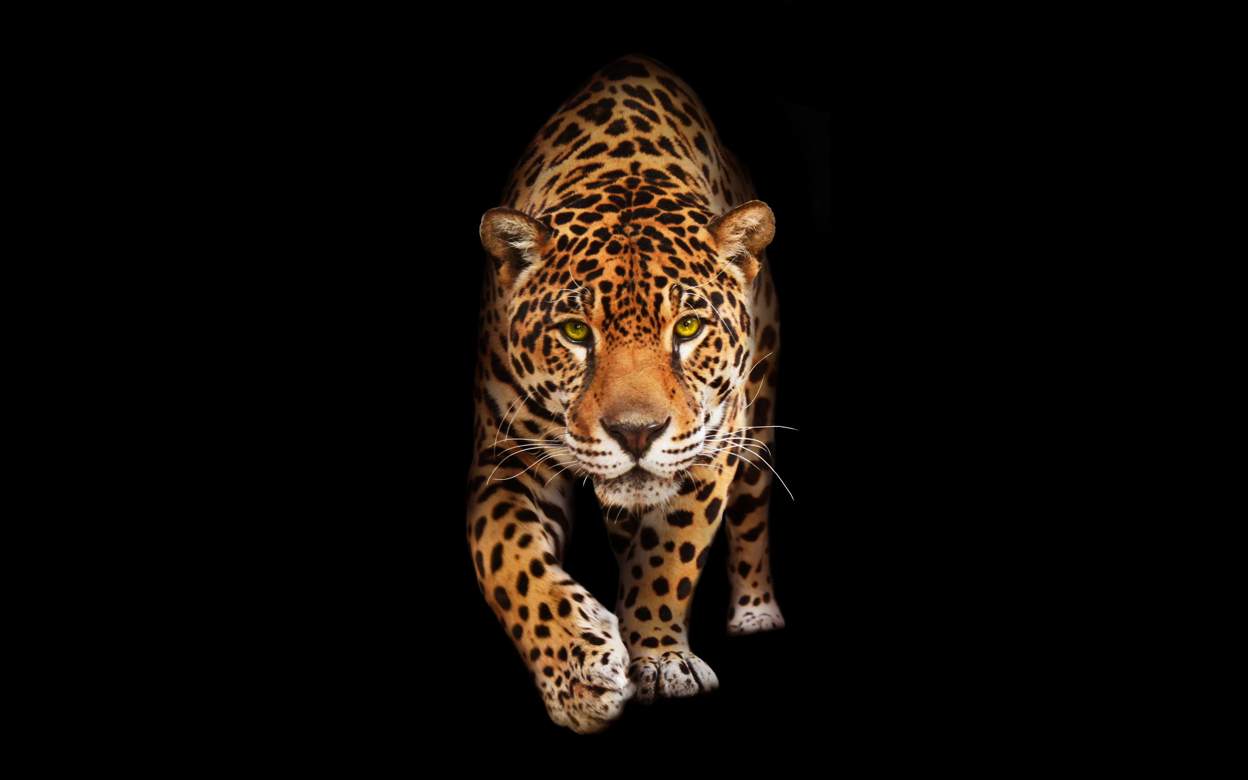 Jaguar Hd Wallpapers