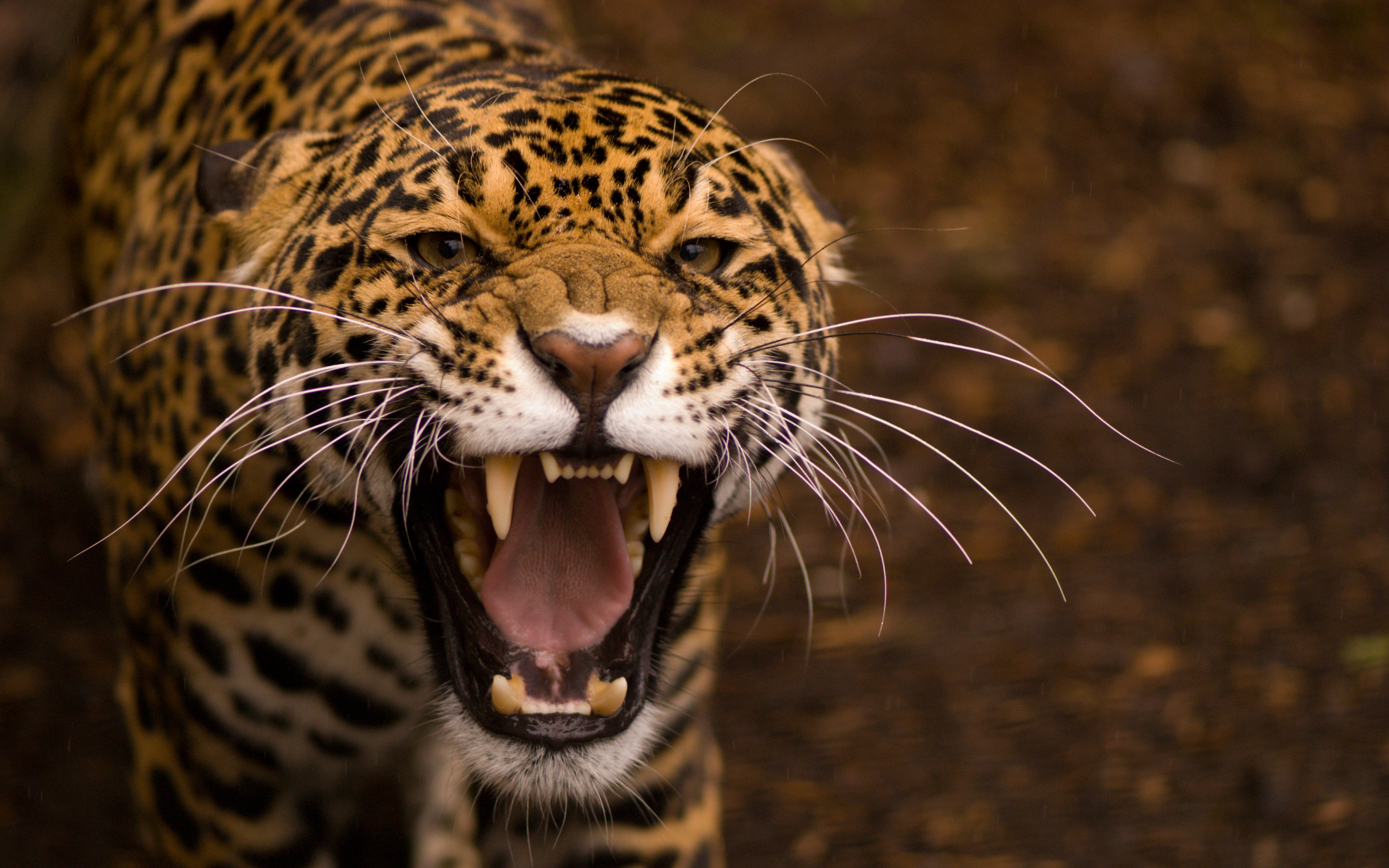 Jaguar Hd Wallpapers