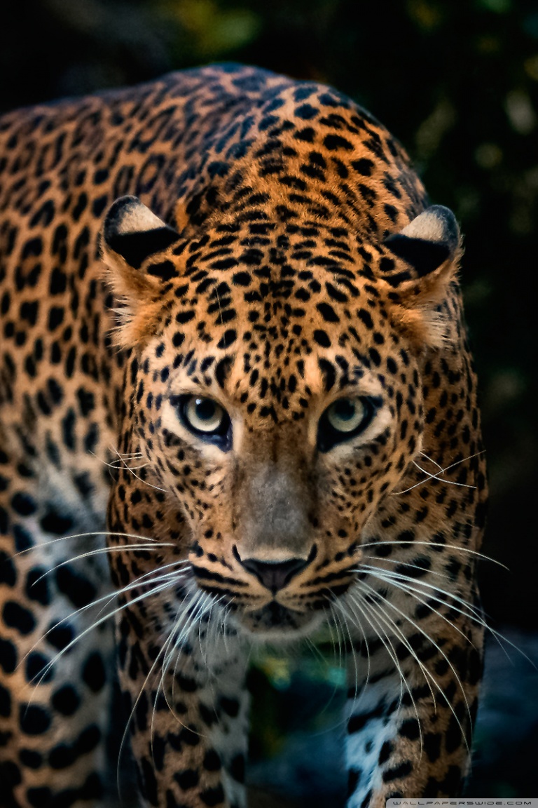 Jaguar Hd Wallpapers