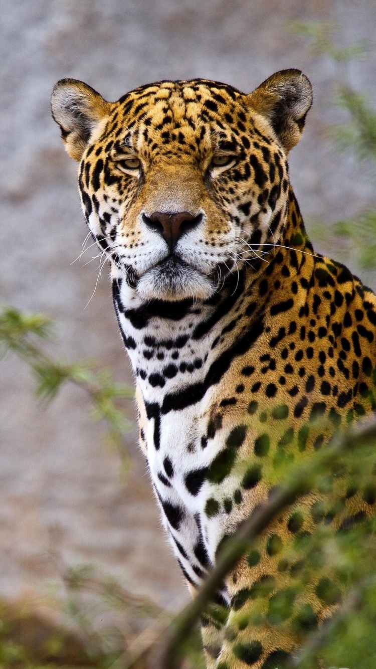 Jaguar Iphone Wallpapers